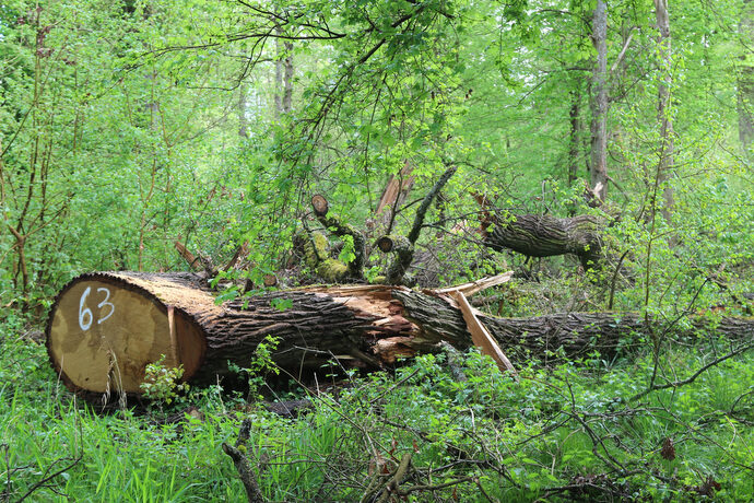 Des chênes de 200 ans abattus dans la réserve de Sélestat